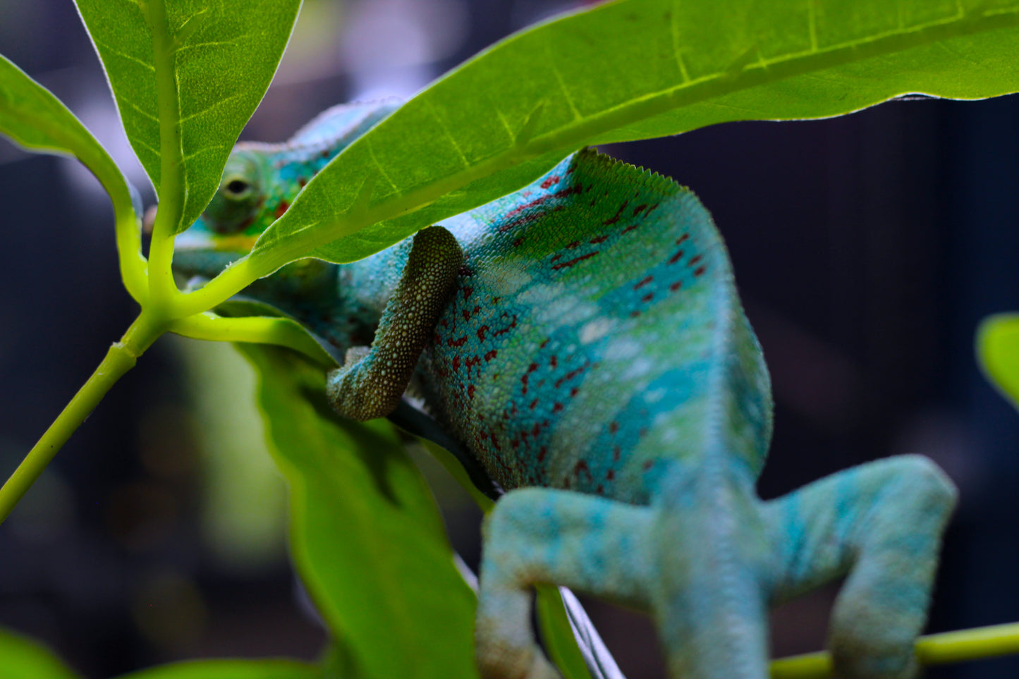 Ambanja Panther Chameleon