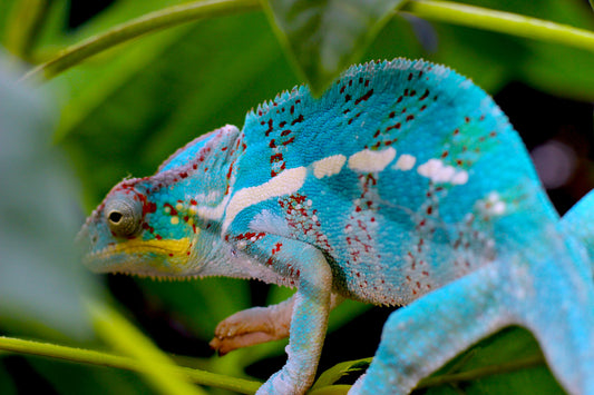 Nosy Faly Panther Chameleon