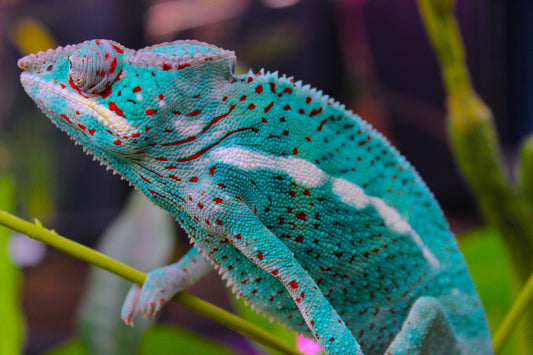 Ambanja x Ambilobe Panther Chameleon