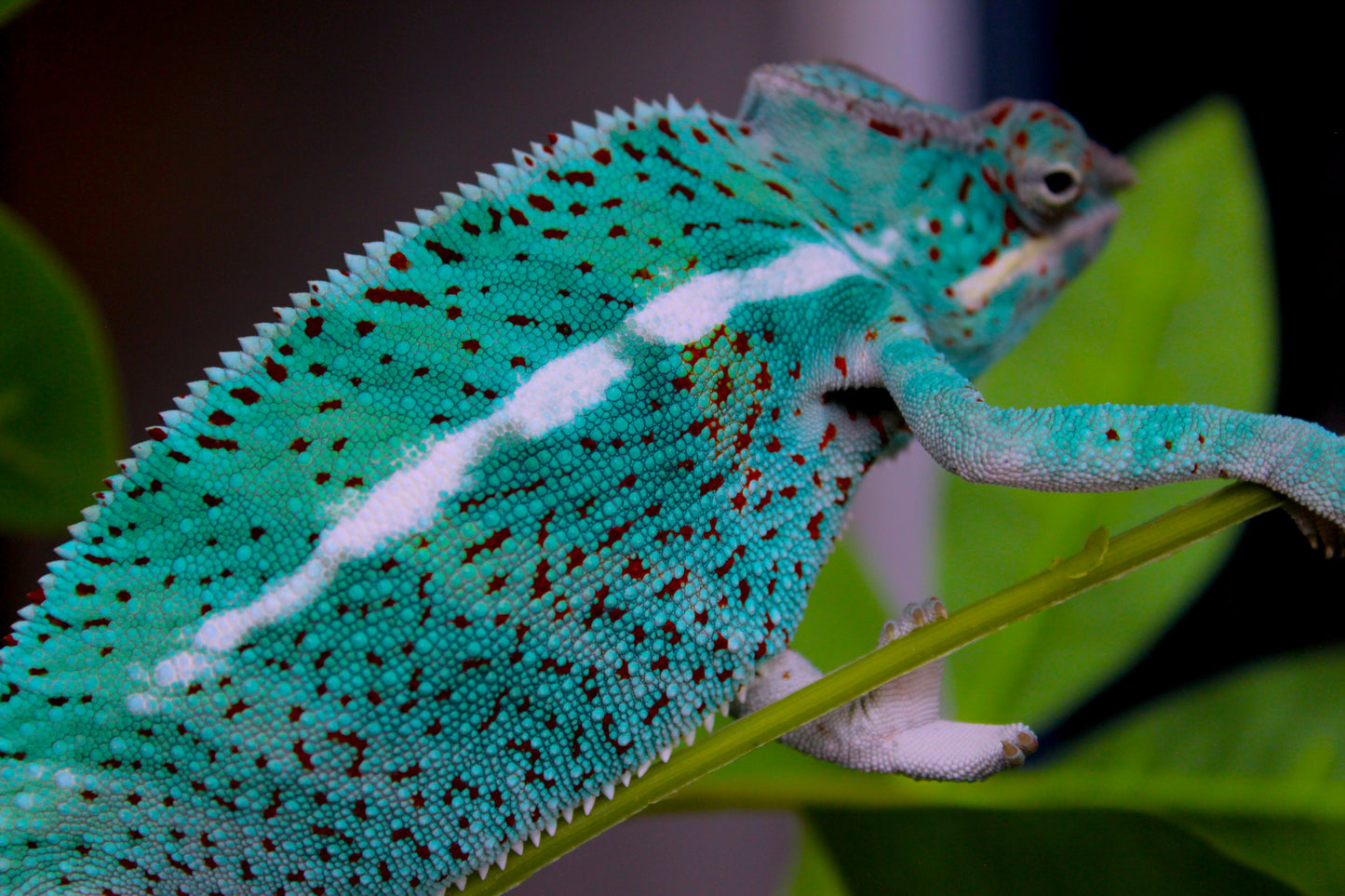 Ambanja x Ambilobe Panther Chameleon