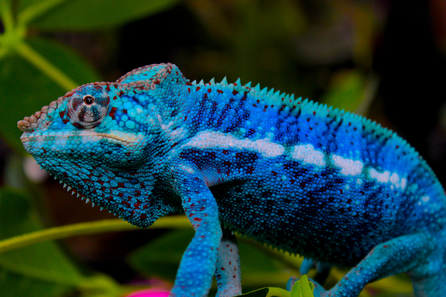Blurple (Blue Ambanja) Panther Chameleon
