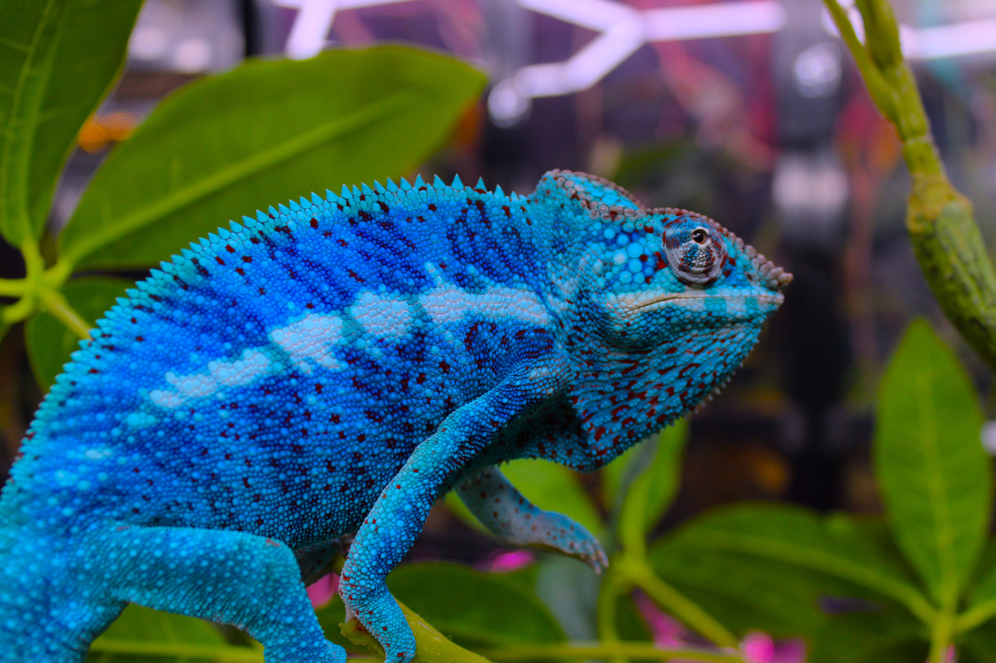 Blurple (Blue Ambanja) Panther Chameleon