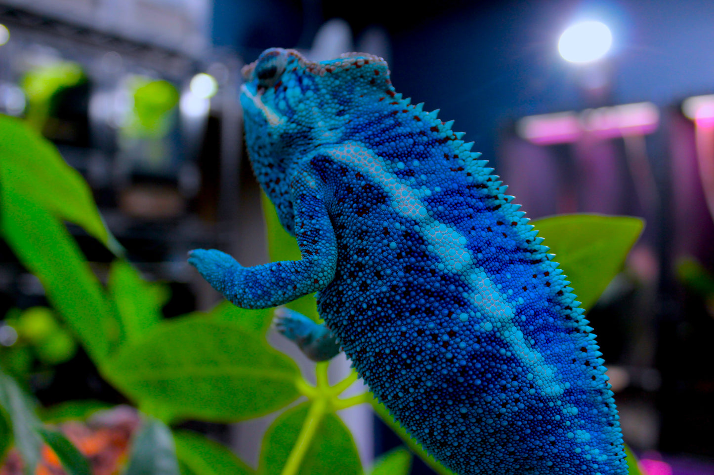 Blurple (Blue Ambanja) Panther Chameleon