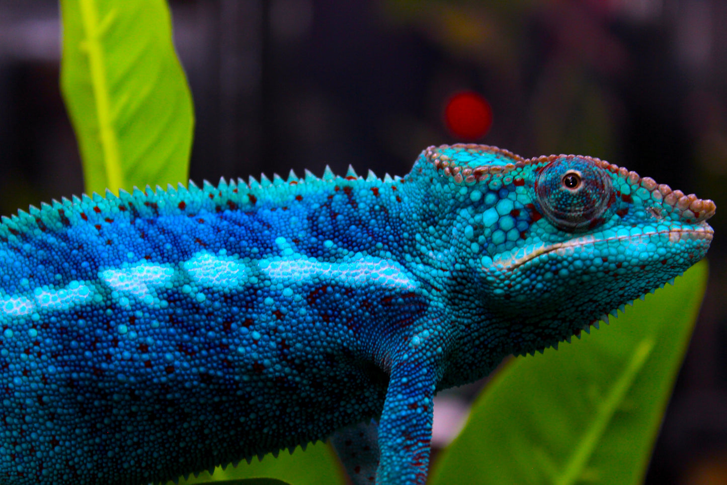 Blurple (Blue Ambanja) Panther Chameleon