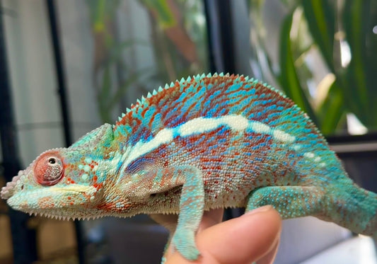 Blurple Panther Chameleon T1