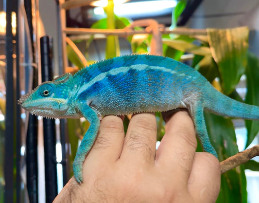 Blurple Panther Chameleon T2